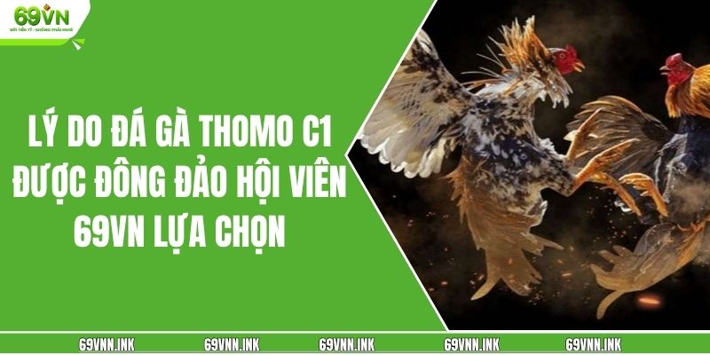 Lý do đá gà Thomo C1 được đông đảo hội viên 69VN lựa chọn